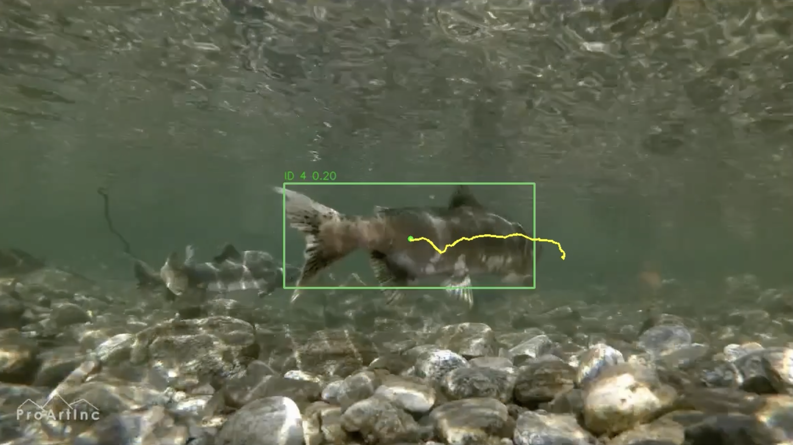 YOLO Salmon detection preview